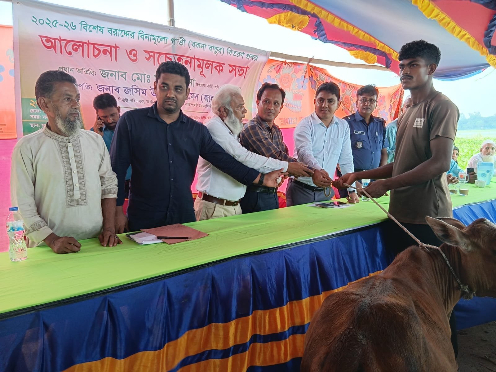 Cow distribution handover under tent.